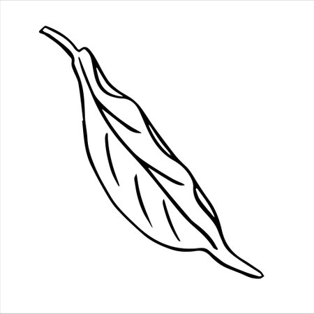 Graphic drawing of a ripe avocado. Vector. Green avocado fruits, healthy nutritious natural food and hand drawing of avocado slices. Green avocado, tropical vegan food, exotic healthy cuisine.のイラスト素材