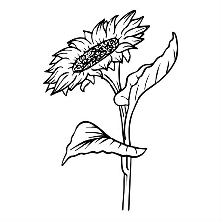 Vegetable oil, olive, sunflower, whey. Vector, graphics. Food and cuisine, natural cosmetics. Cooking food or natural cosmetics. Design for product packaging, menu.のイラスト素材