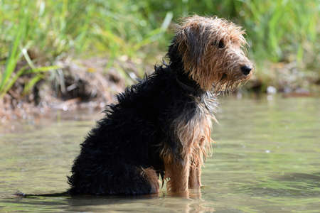 The little dog in the water.