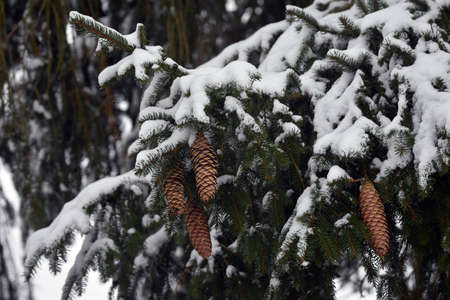 spruce cones.