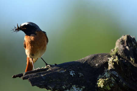 robin with its prey