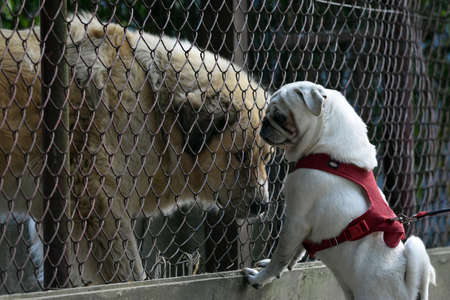 small and large dog at the fence