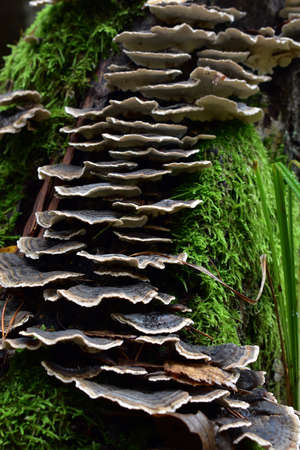 mushrooms on the stumpの写真素材