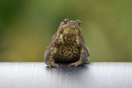 common toad