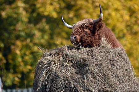 An old Scottish breed of cattle grazing in a green meadow.の写真素材