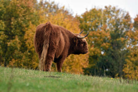 An old Scottish breed of cattle grazing in a green meadow.の写真素材