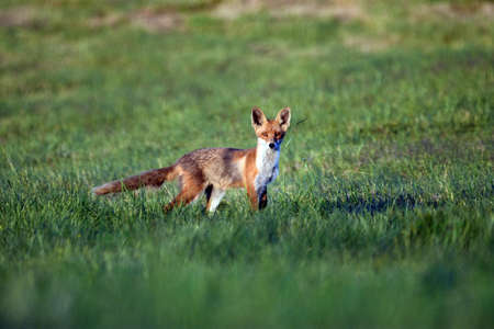 The fox is a predatory mammal from the canidae family.
