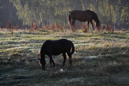a few horses grazing in the yard in the morningの写真素材