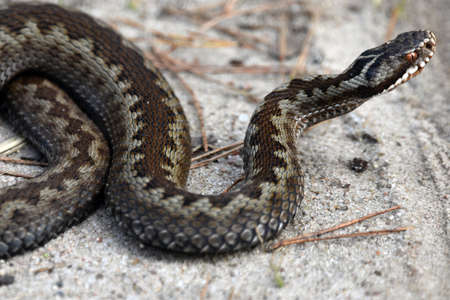 Zig-zag viper encountered on the road, the viper is under protection.