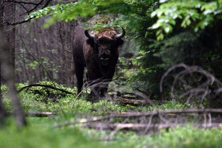 meeting with wild bison