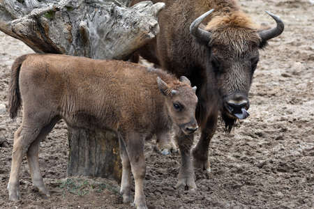 European bison, herd living in closed breeding.の写真素材