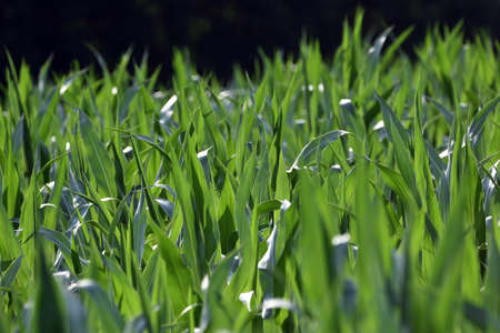 common corn field