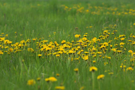 yellow flowers on a green meadow
