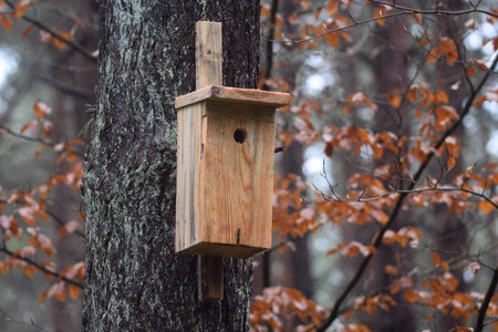 A new wooden box, a birdhouse. At the turn of January and February, the old ones are cleaned and the...