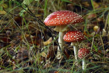 The red fly agaric, a beautiful poisonous mushroom.