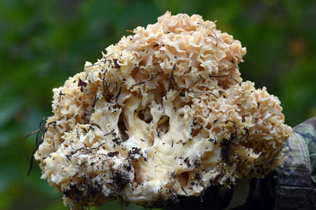 mushroom, goat's beard.