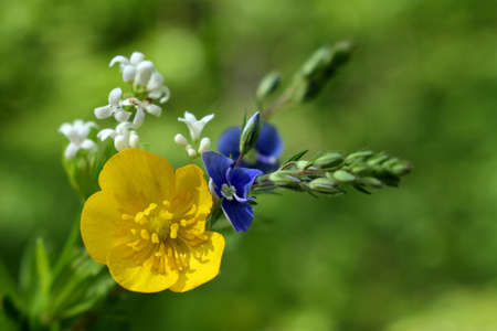 A small bouquet of meadow flowers.の写真素材