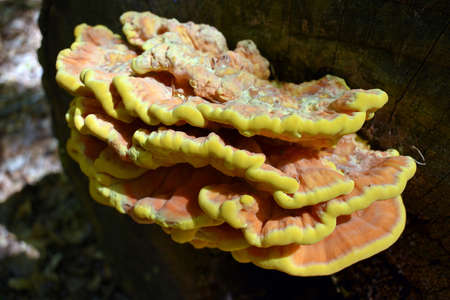 Hub on the tree.の写真素材