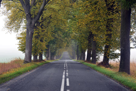 beautiful autumn alley.の写真素材