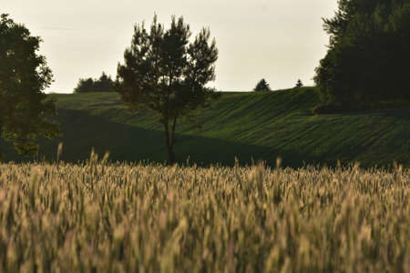 Cereal fields.