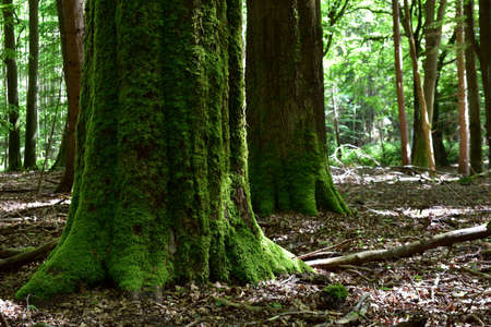 Beautiful old beech forest covered with green moss.の写真素材