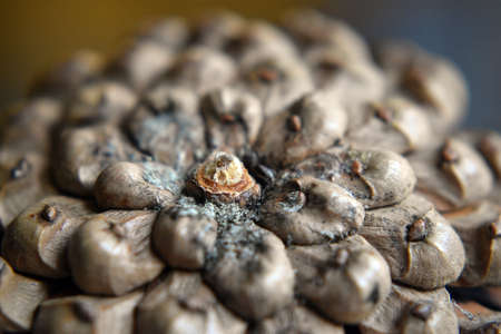 Closeup of a pine cone.の写真素材