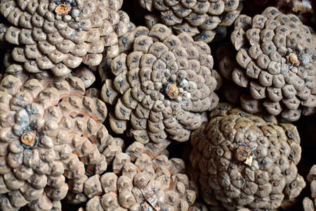 Closeup of a pine cone.の写真素材