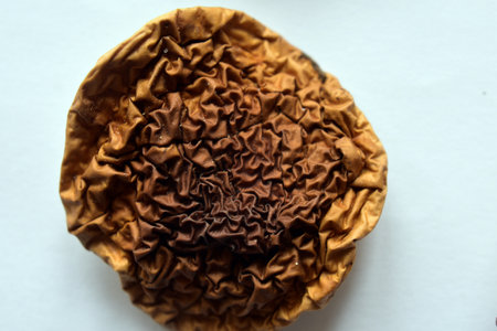 Dried mushrooms. Boletus edulis.の写真素材