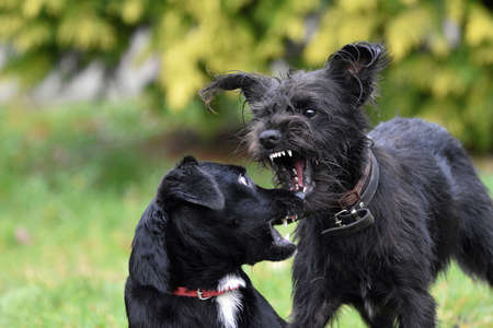 Puppies and siblings playing in the park.の写真素材