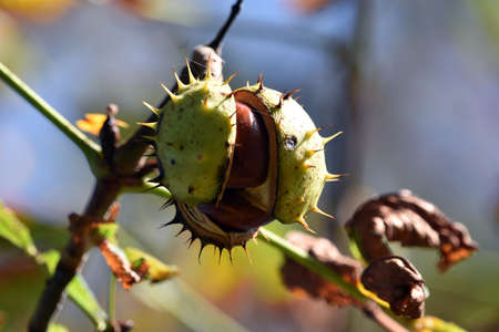 Chestnuts on the tree.の写真素材