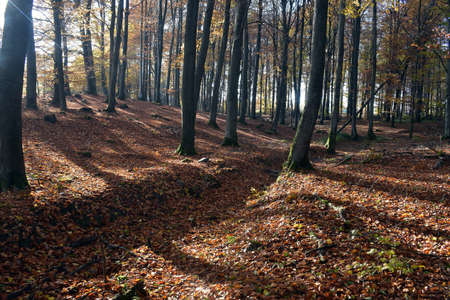 Beech forest in autumn.の写真素材