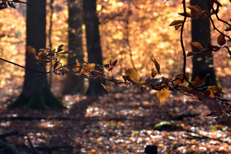 Beech forest in autumn.の写真素材