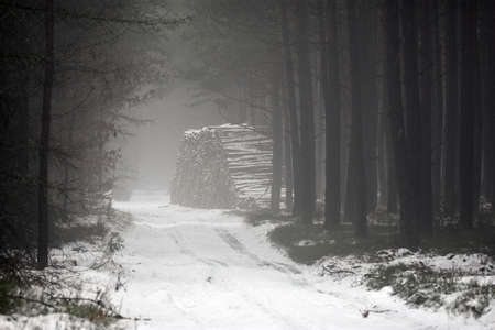 Tree stack prepared for transport.の写真素材