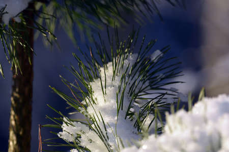 Branches and tops of pine trees in snow cover.の写真素材