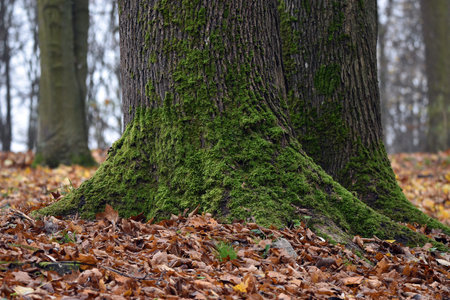 Park trees.の写真素材