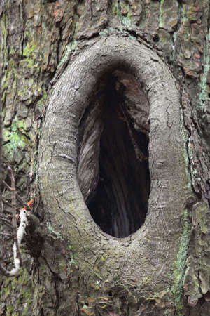 A tree with a huge hollow.の写真素材
