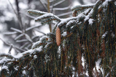 Spruce trees in the forest with cones in winter.