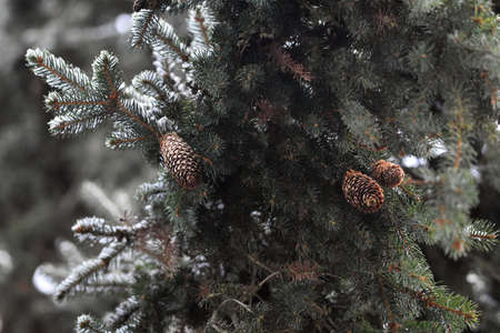 Spruce trees in the forest with cones in winter.の写真素材