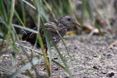 Bird in the rushes.
