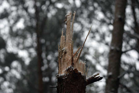 The trees in the forest were broken by the saliva of the wind.の写真素材