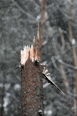The trees in the forest were broken by the saliva of the wind.の写真素材