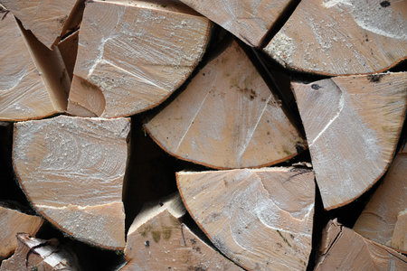 Production of fuel in the forest. Beech wood splitting and stacking.の写真素材