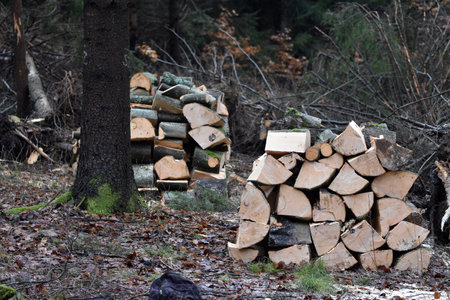 Production of fuel in the forest. Beech wood splitting and stacking.の写真素材