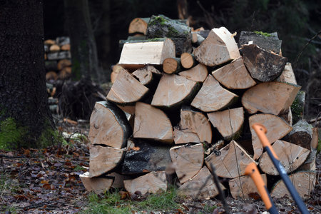 Production of fuel in the forest. Beech wood splitting and stacking.の写真素材