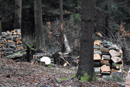Production of fuel in the forest. Beech wood splitting and stacking.の写真素材