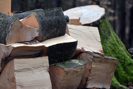 Production of fuel in the forest. Beech wood splitting and stacking.の写真素材