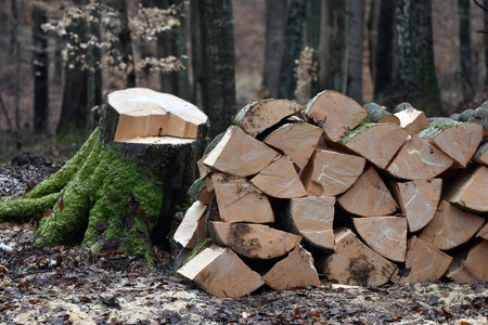 Production of fuel in the forest. Beech wood splitting and stacking.の写真素材