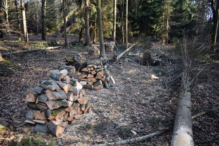 Production of firewood in the forest from beech trees.の写真素材