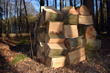 Production of firewood in the forest from beech trees.の写真素材