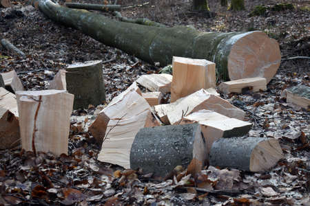 Production of firewood in the forest from beech trees.の写真素材